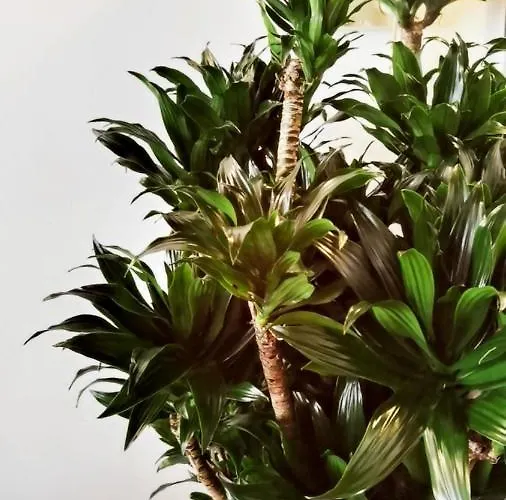 Bed & Breakfast Il Cantuccio Di Gioia